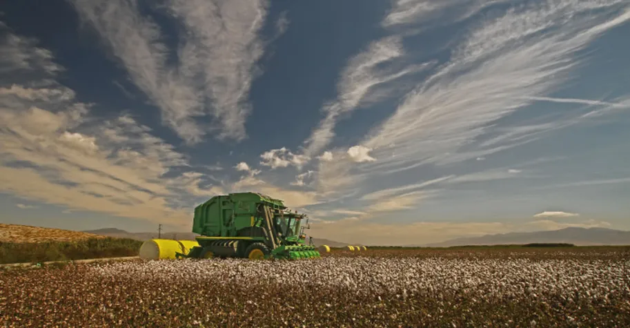 Cotton fields Turkey harvest